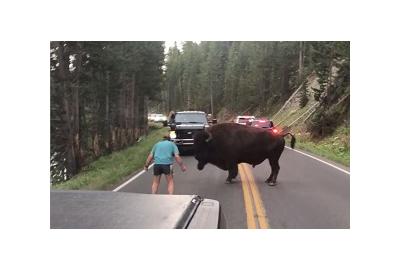 Idiot Driver Who Taunted Bison at Yellowstone Park Was Drunk, is Now in Custody