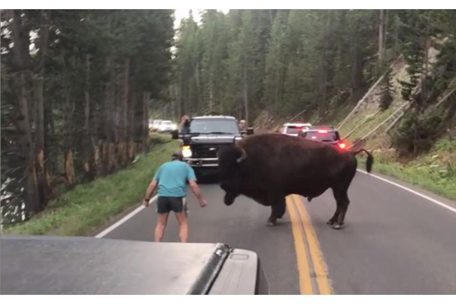 Idiot Driver Who Taunted Bison at Yellowstone Park Was Drunk, is Now in Custody