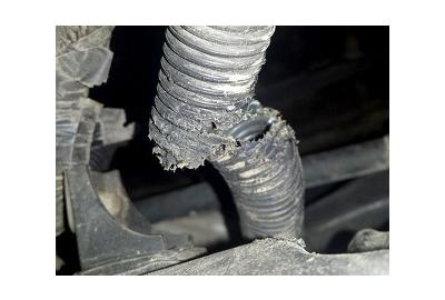 Rats can't resist wiring in newer cars: Here's why